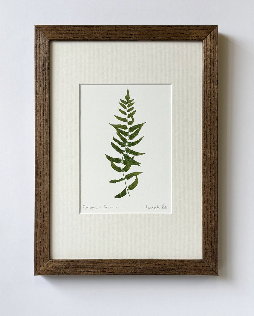 Cyrtomium falcatum Print