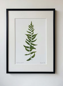 Cyrtomium falcatum Print