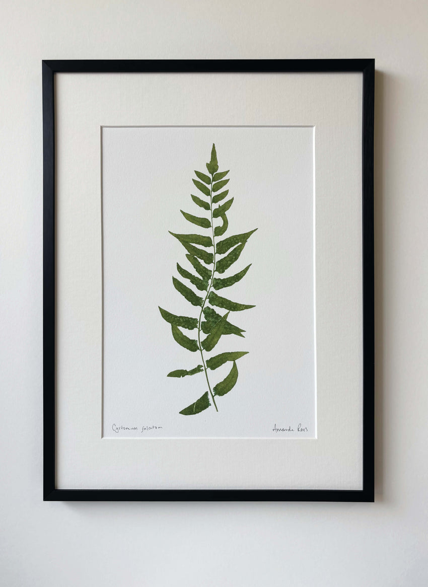 Cyrtomium falcatum Print