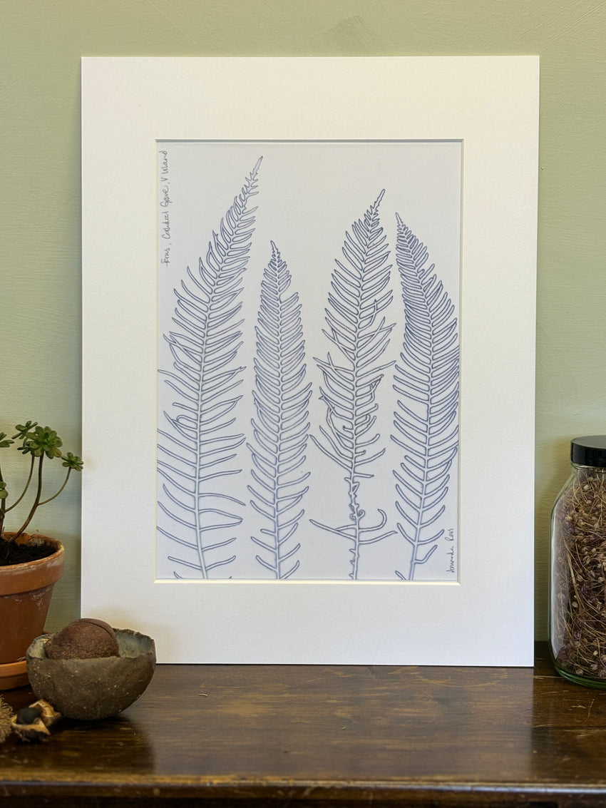 Cathedral Grove Ferns Herbarium Print