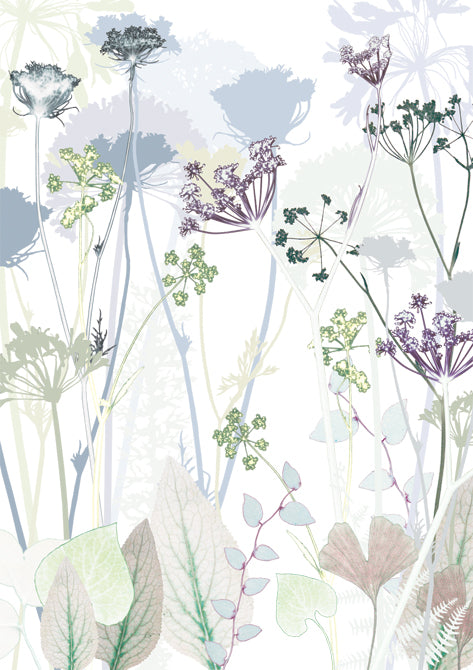 Wild Carrot Card