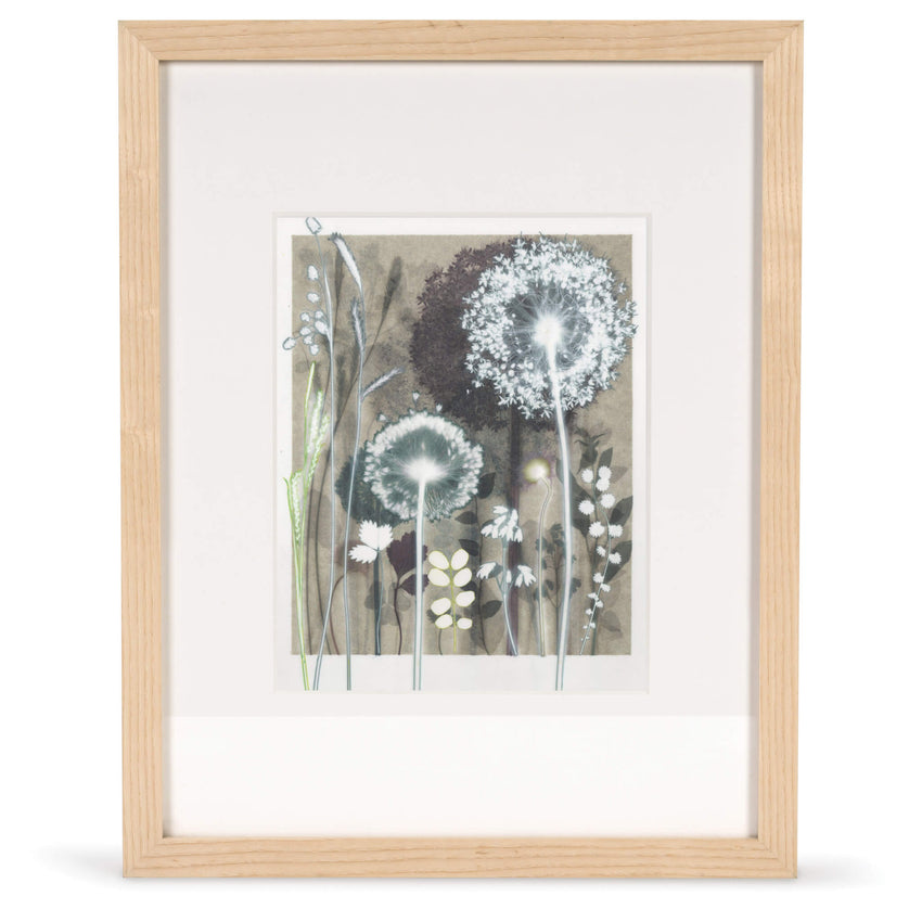 Luminous Allium