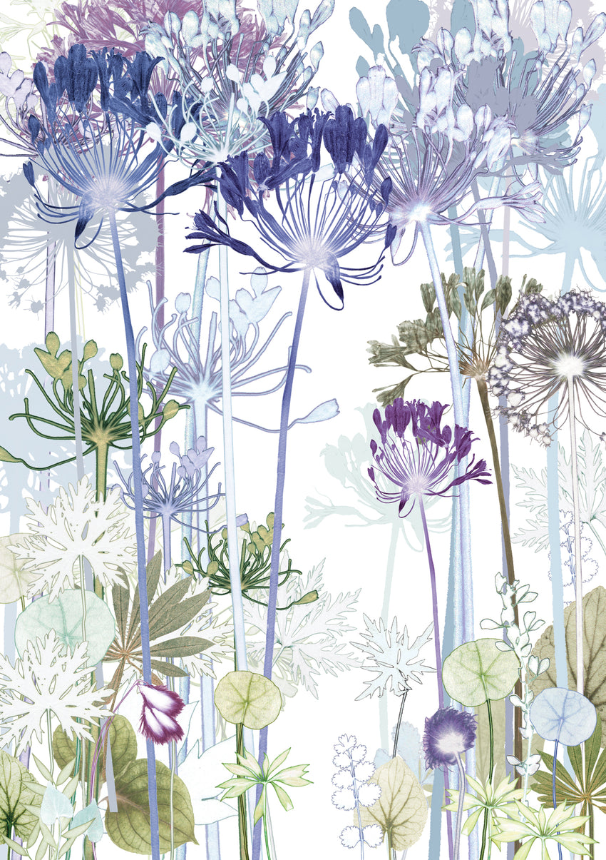 Agapanthus Greetings Card