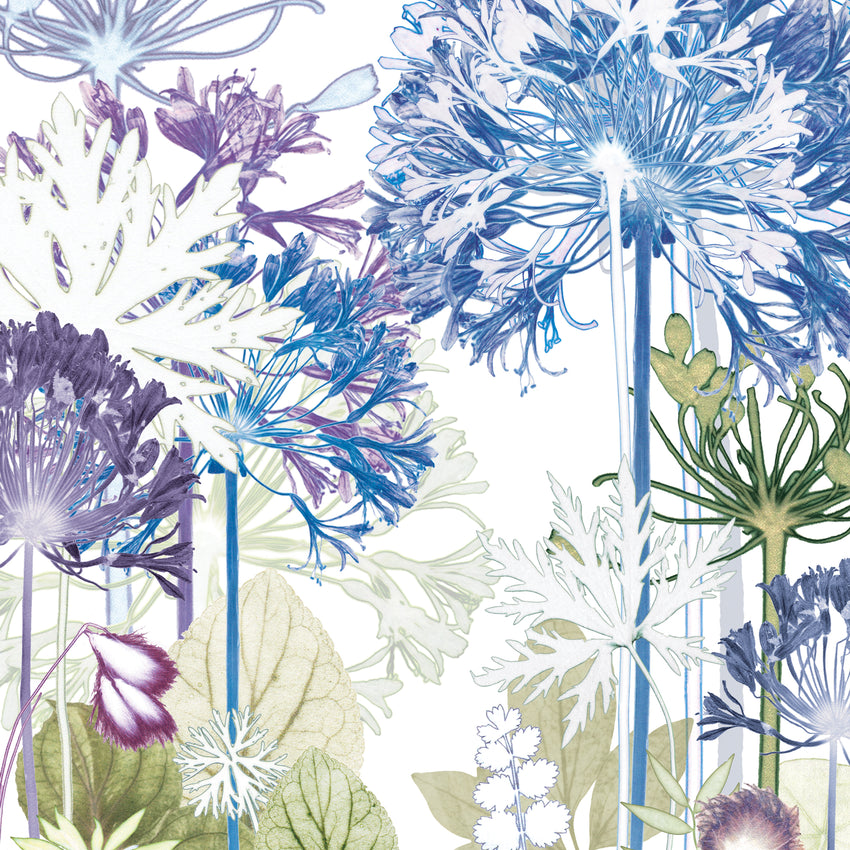 Agapanthus Forest Reproduction Print