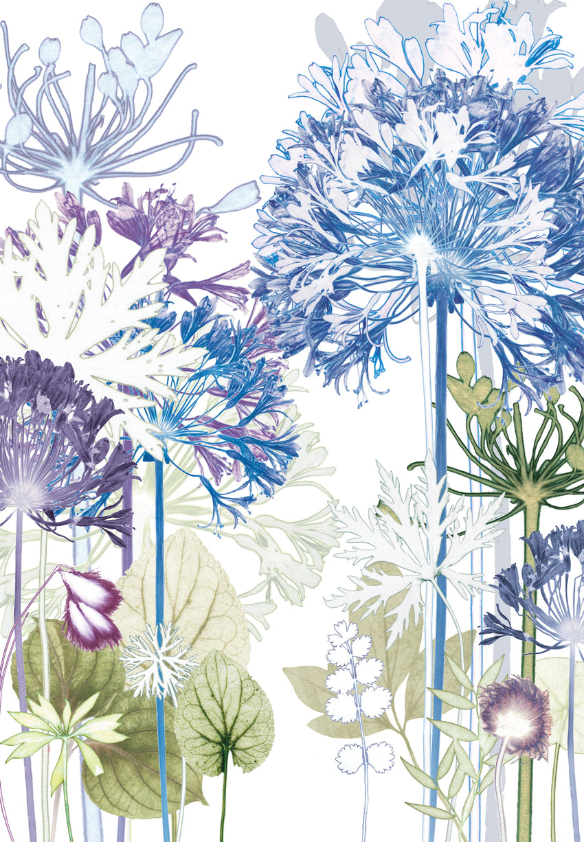 Agapanthus Forest Reproduction Print