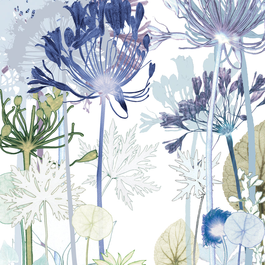 Agapanthus Path Print