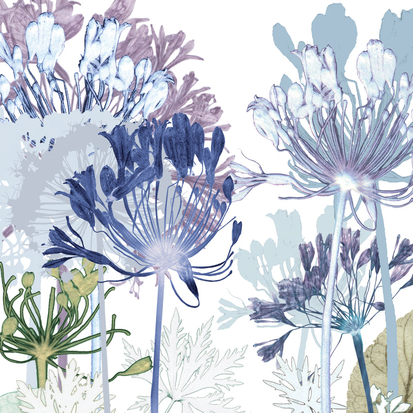 Agapanthus Path Print