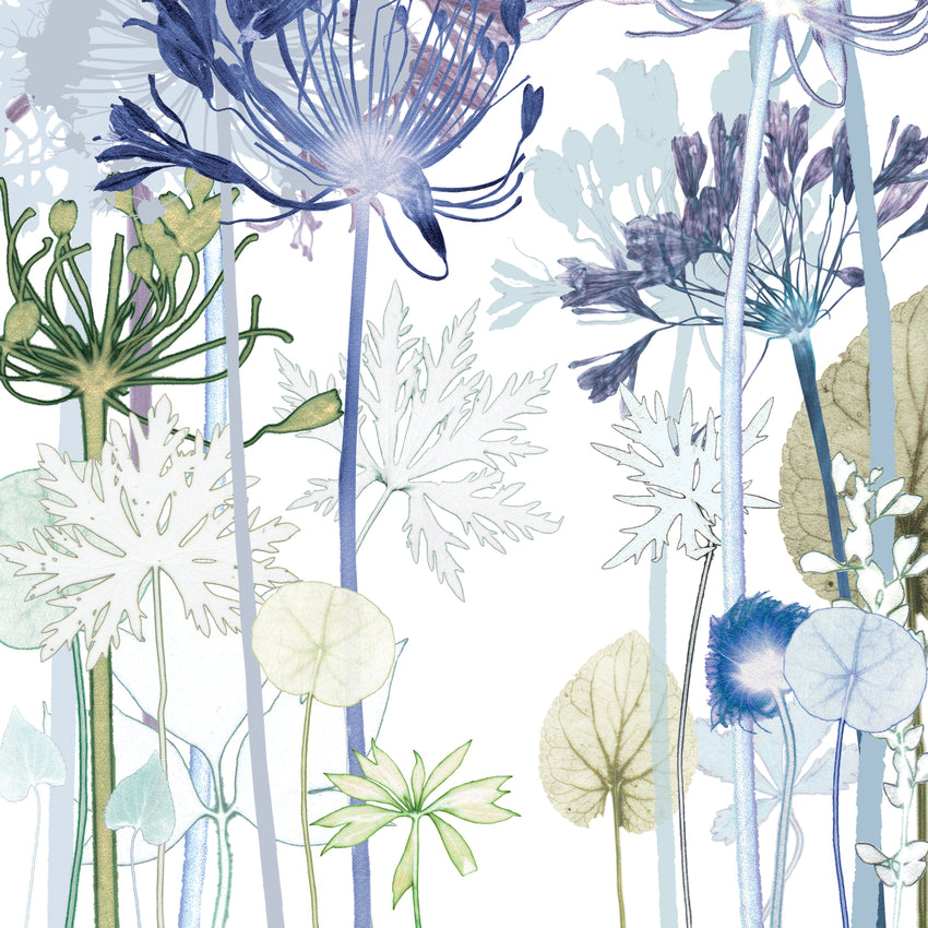 Agapanthus Path Print