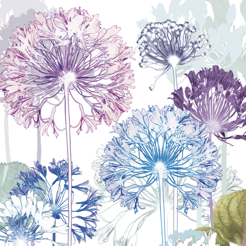 Agapanthus Trail Print