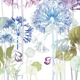 Agapanthus Trail Print