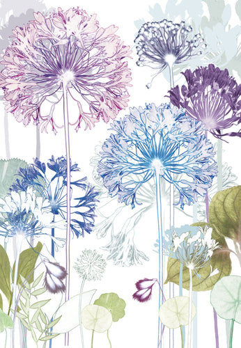 Agapanthus Trail Print