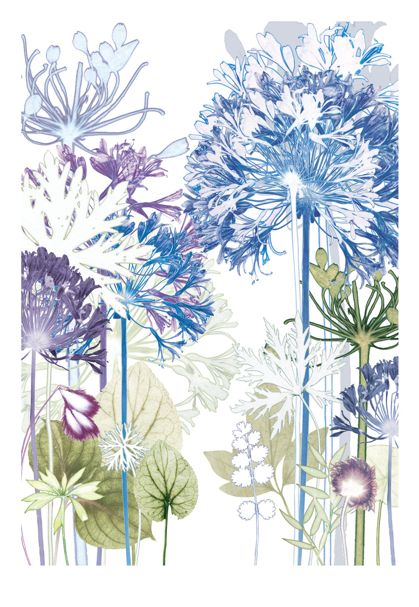 Agapanthus Forest Reproduction Print