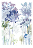Agapanthus Path Print