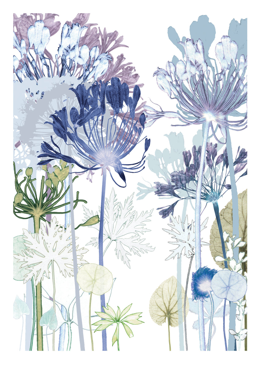 Agapanthus Path Print
