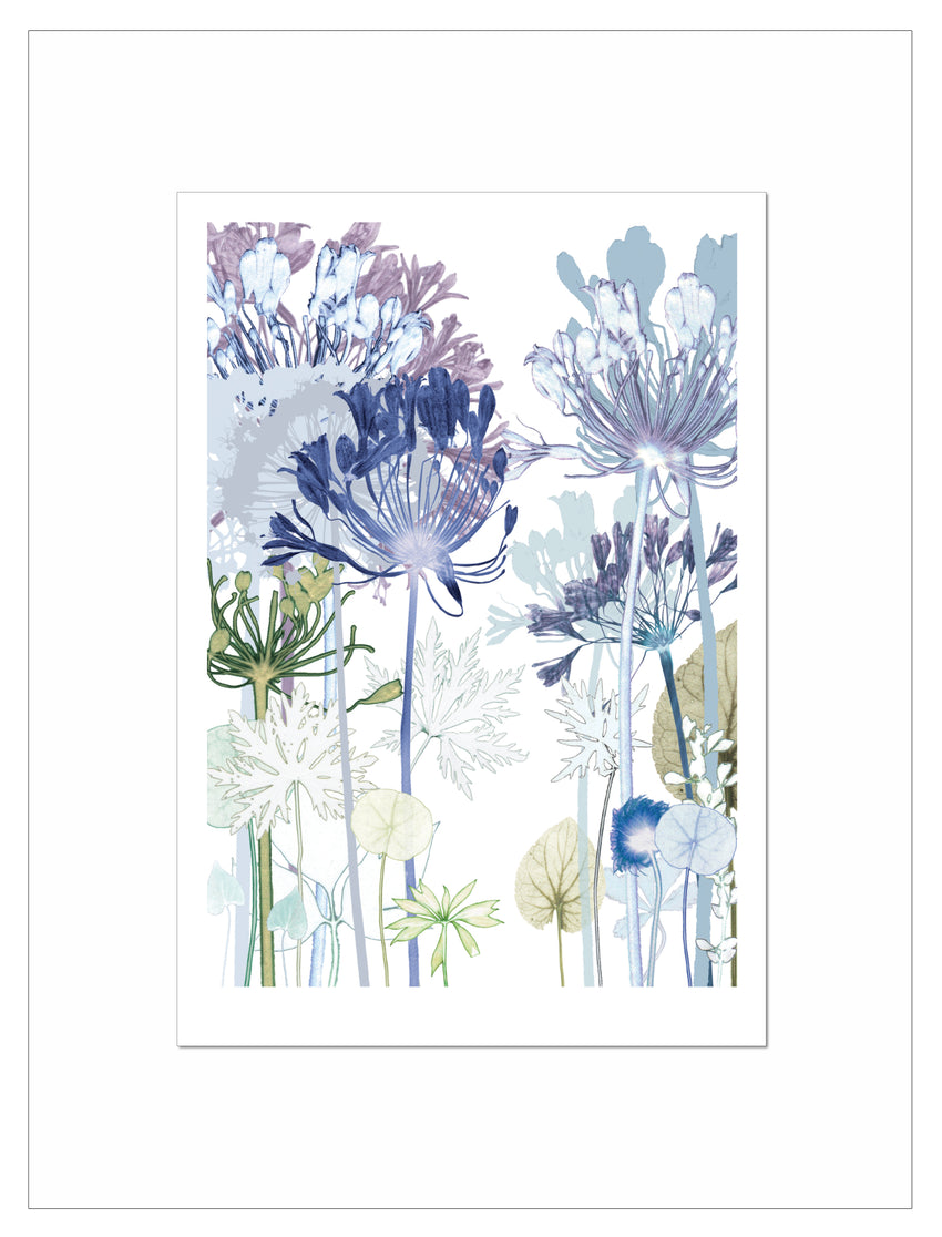 Agapanthus Path Print