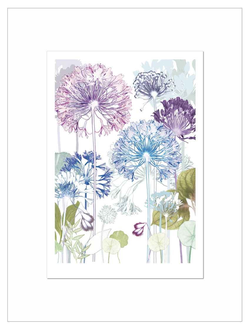 Agapanthus Trail Print