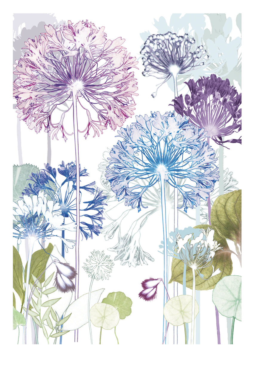 Agapanthus Trail Print