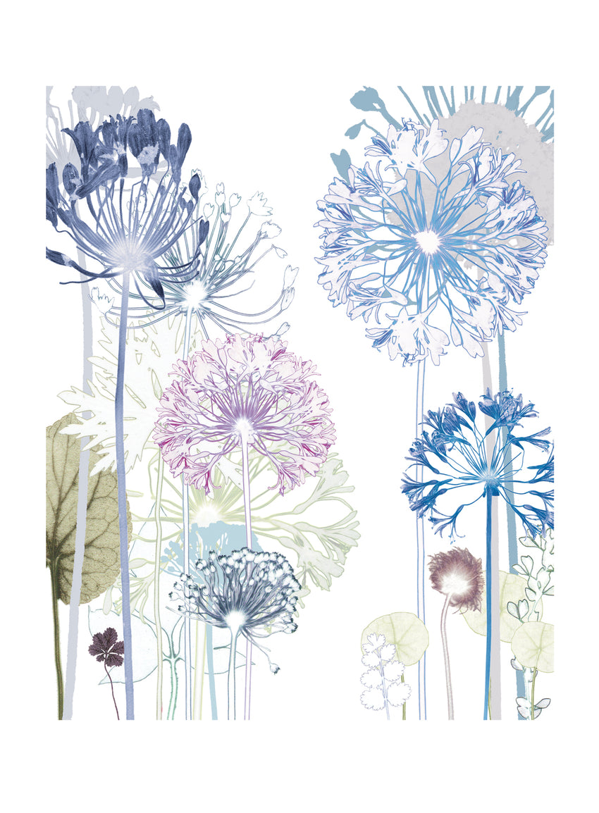 Agapanthus Wood