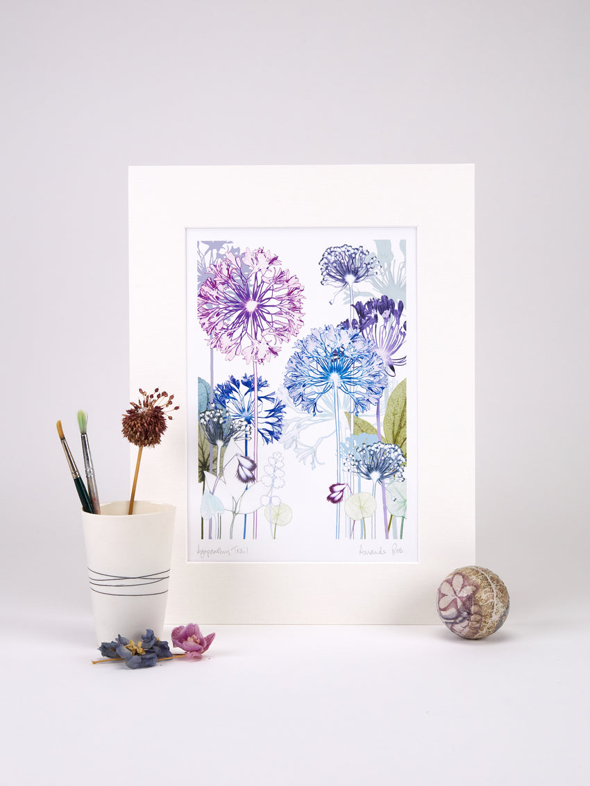 Agapanthus Trail Print