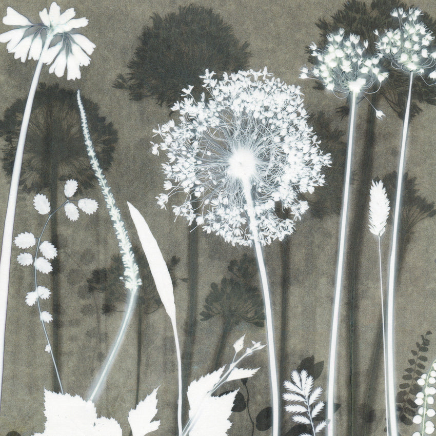Allium Forest Study Original Print 40 x 50 cm