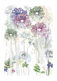 Allium Garden