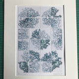 Allium Pieces 1