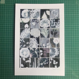 Allium Pieces 3