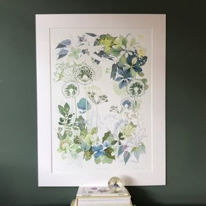 Allium Window Mounted Print