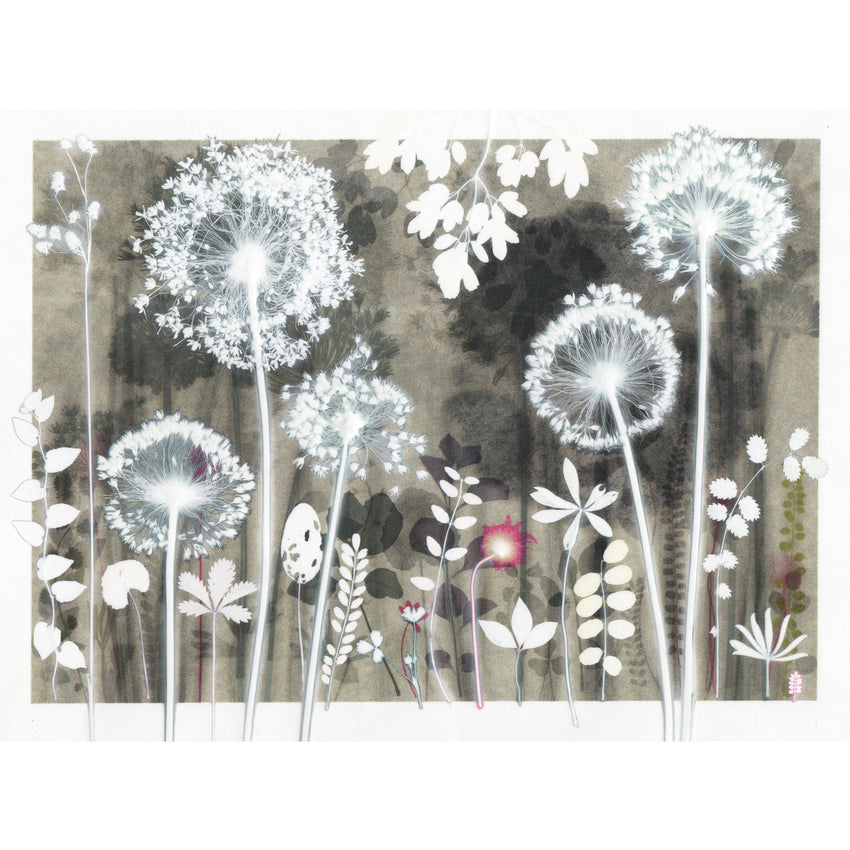 Alliums By Night, Print