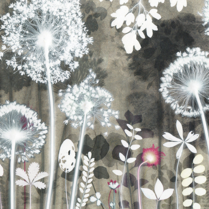 Alliums By Night, Print