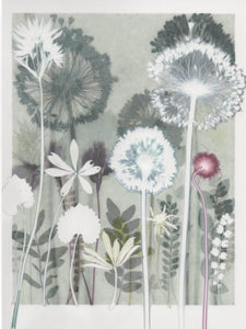 Alliums from Hampton Court