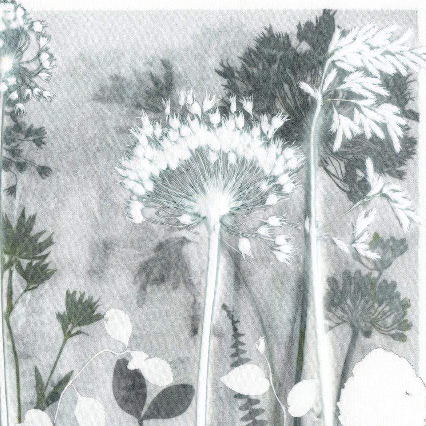 Alliums with a hint of Green