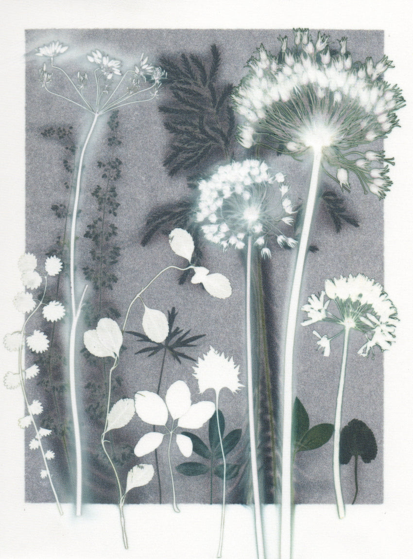 Alliums in the Dusk, 30 x 40