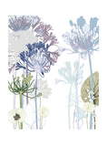 Agapanthus Path Print