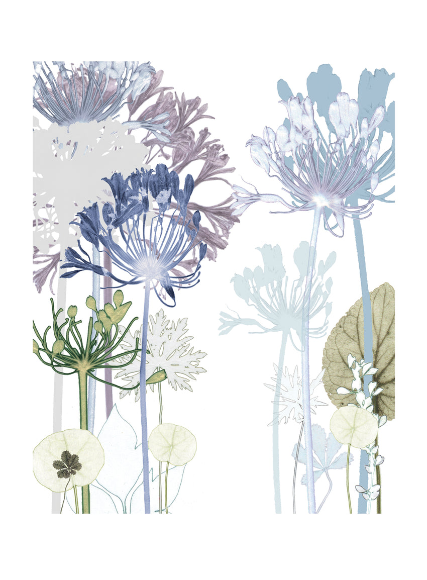 Agapanthus Path Print