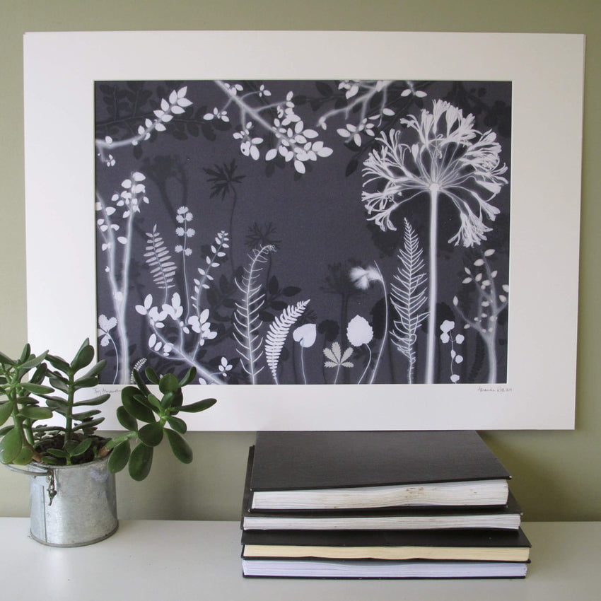Big Agapanthus