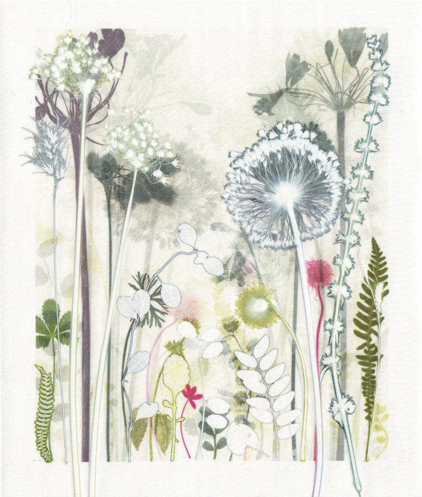 Blazing Allium