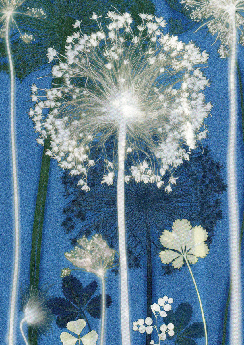 Blue Allium Card