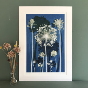 Blue Allium, large print