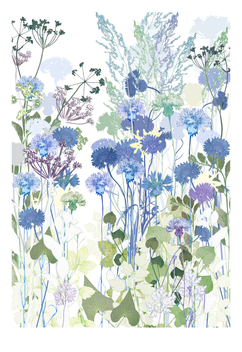 Cornflowers Print