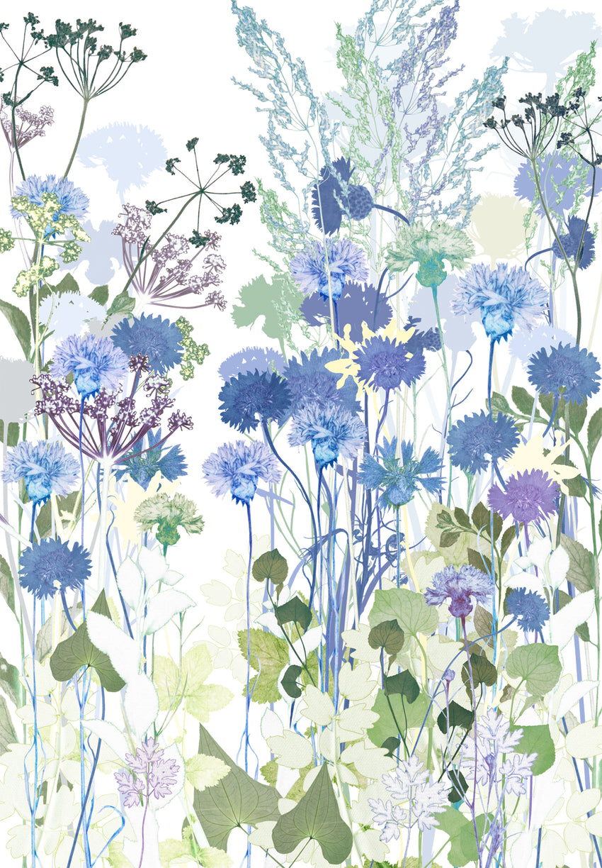 Cornflowers Print