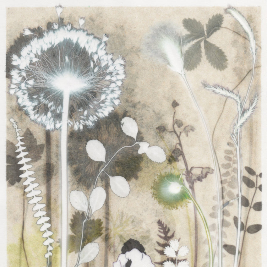Cottonsedge from Gairloch, 30 x 40