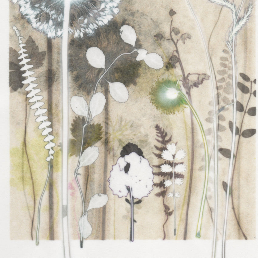 Cottonsedge from Gairloch, 30 x 40