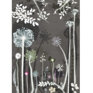 Cow Parsley Glow