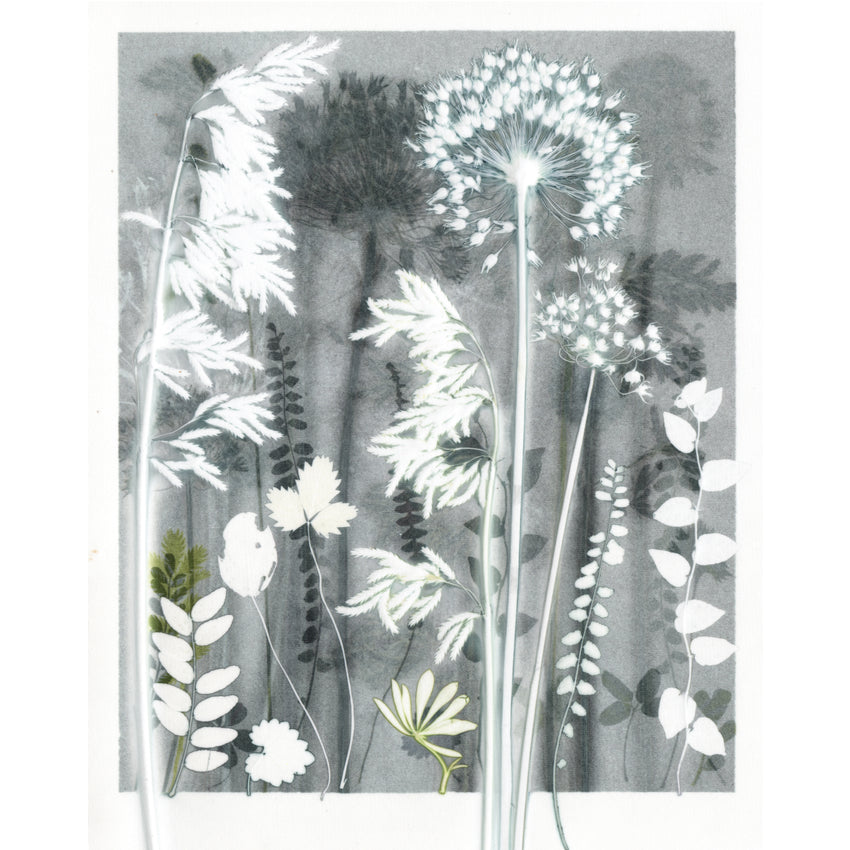 Dappled Grey Grasses