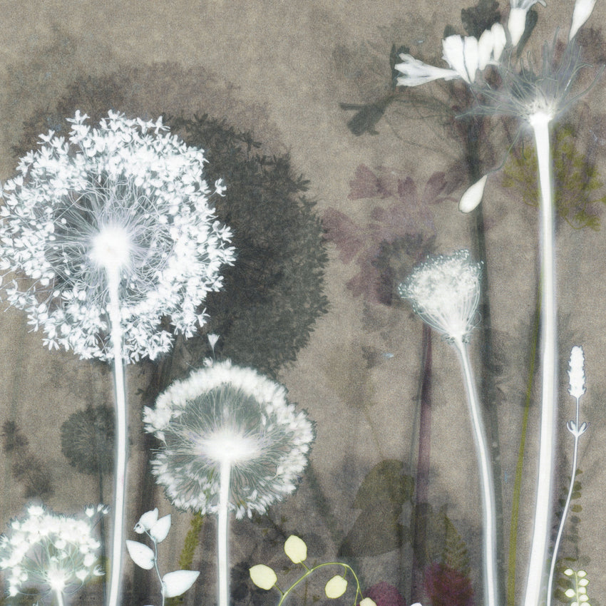 Dusty Flowerbed Study Original Print 40 x 50 cm