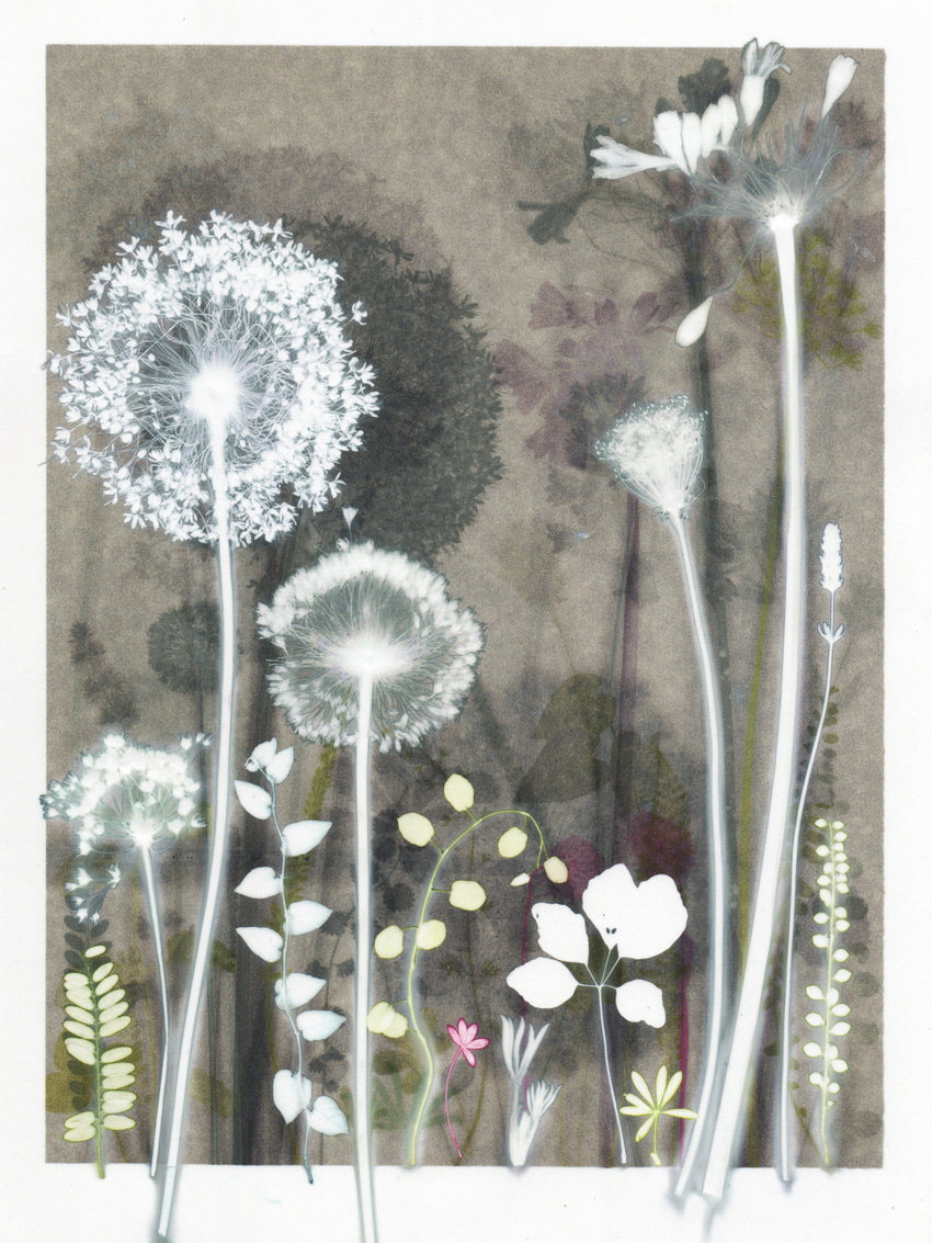 Dusty Flowerbed Study Original Print 40 x 50 cm