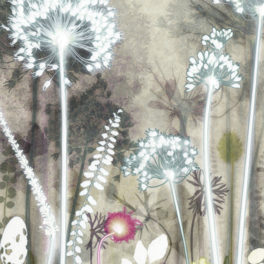 Fiery Seedhead