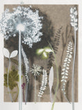 Fine Ferns