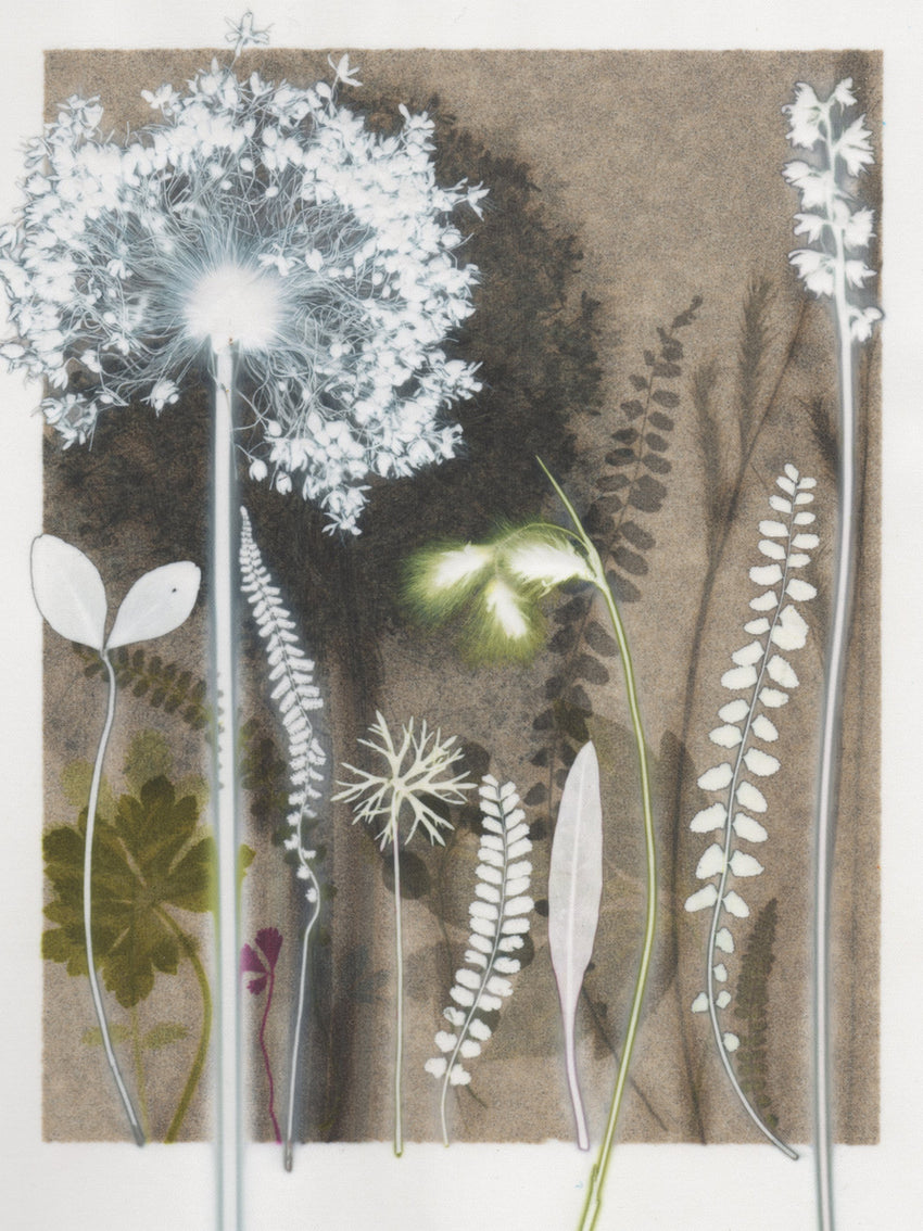 Fine Ferns